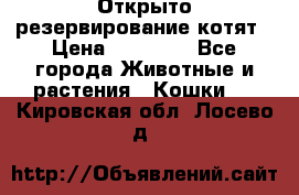 Открыто резервирование котят › Цена ­ 15 000 - Все города Животные и растения » Кошки   . Кировская обл.,Лосево д.